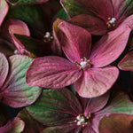 Hydrangea Magical Chocolate