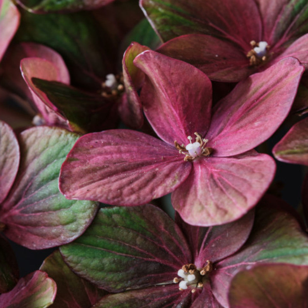 Hydrangea Magical Chocolate