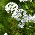 Allium Ultimate Mix - Pack Of 100 Mixed Allium Bulbs