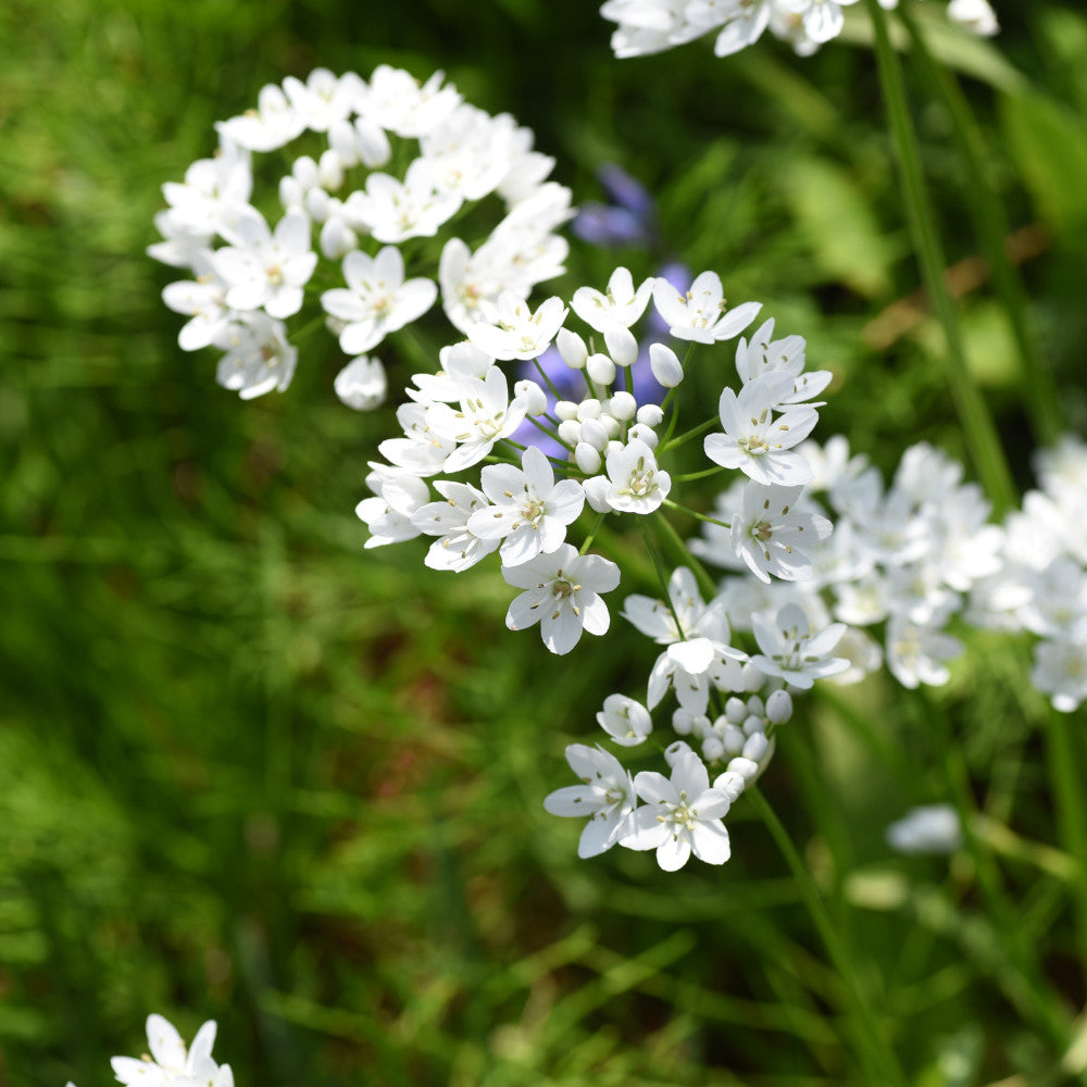 Allium Ultimate Mix - Pack Of 100 Mixed Allium Bulbs