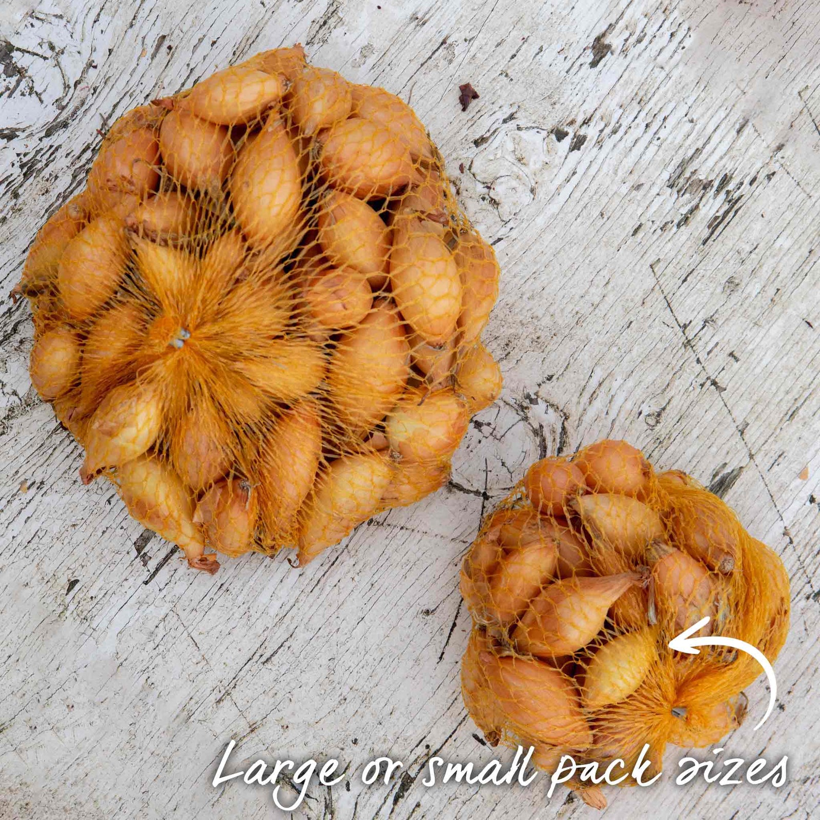 Onion 'stuttgarter Riesen' Sets – Slow To Bolt, Sweet Mild Bulbs | Set of 60