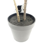 65cm Rubber Plant Artificial In Pot
