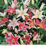 Giant Oriental Lily Collection - Bulbs | Set of 48