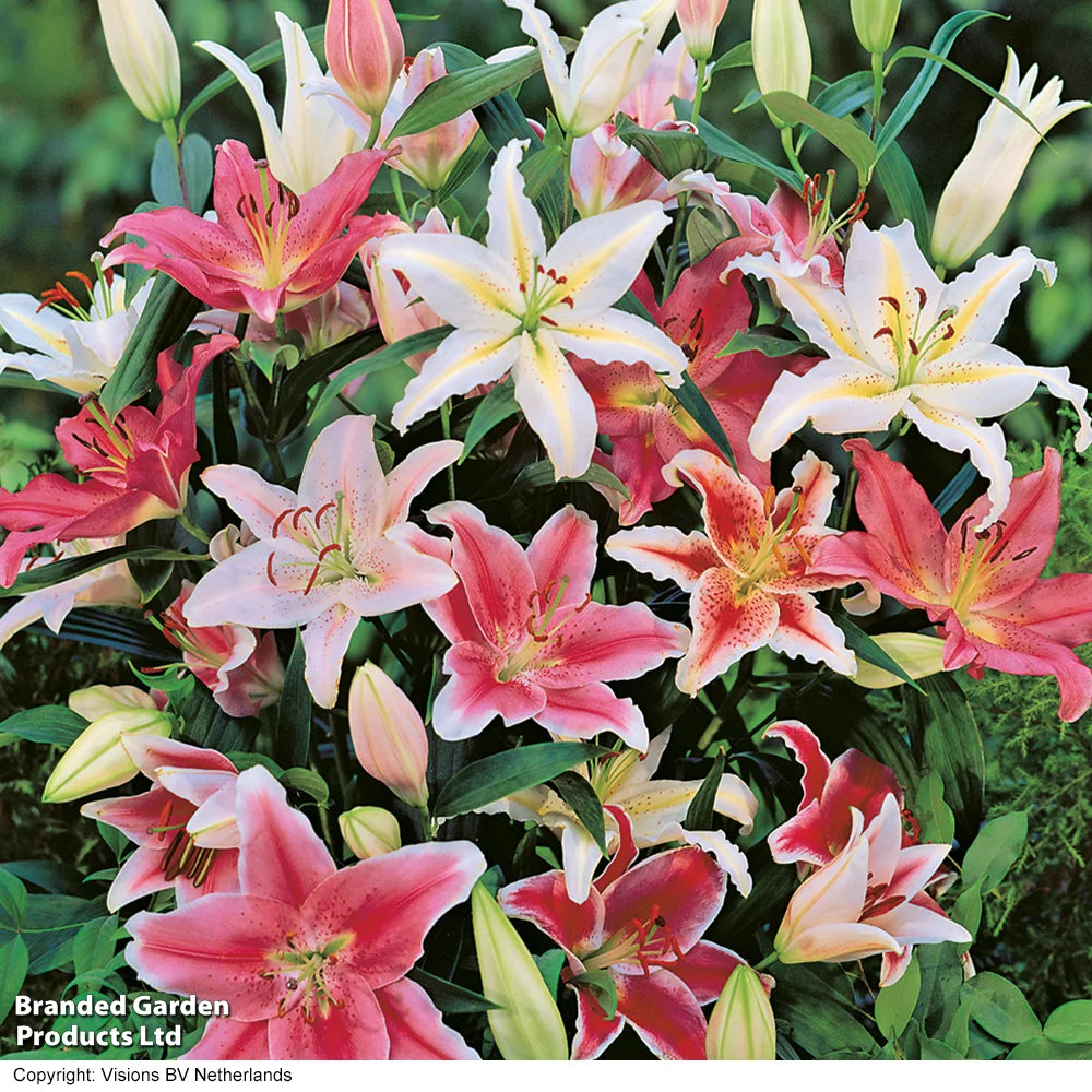 Giant Oriental Lily Collection - Bulbs | Set of 48