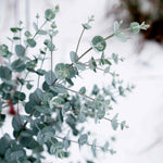 Eucalyptus Gunnii 'azura' Compact Silver-blue Evergreen For Pots And Borders Plant | 1 x 3L | Blue