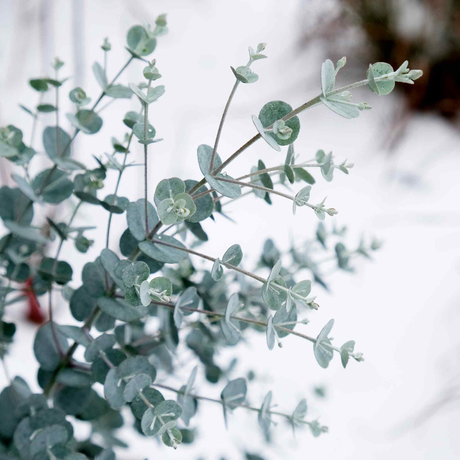 Eucalyptus Gunnii 'azura' Compact Silver-blue Evergreen For Pots And Borders Plant | 1 x 3L | Blue