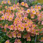 Alstroemeria 'summer Rose' - Soft Rose-pink, Long-flowering Hardy Perennial | 3 x Jumbo Plug Plants | Rose Pink