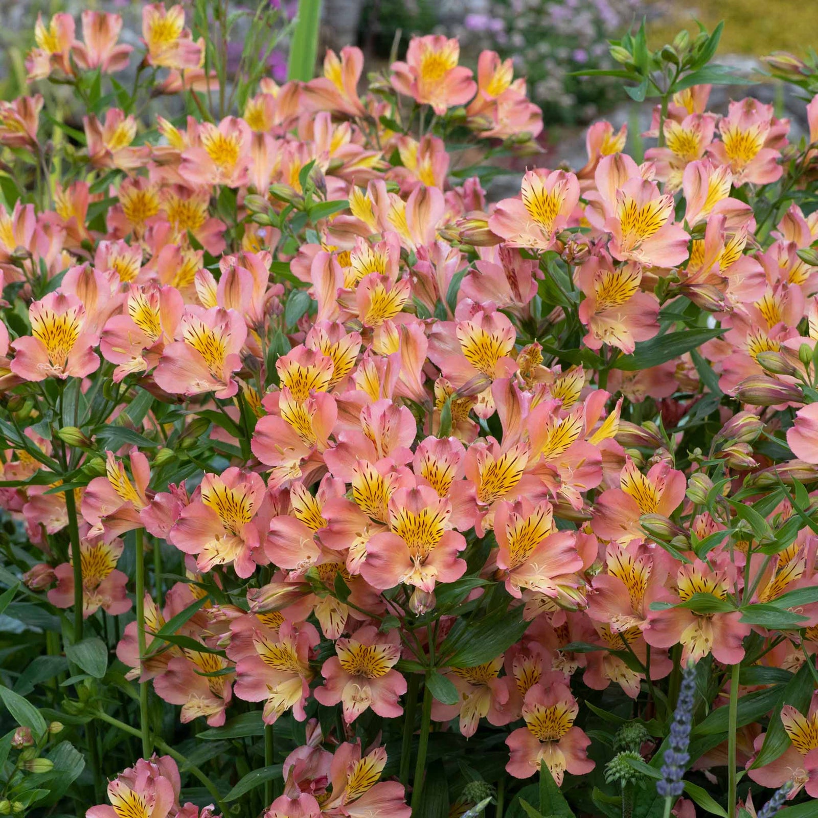 Alstroemeria 'summer Rose' - Soft Rose-pink, Long-flowering Hardy Perennial | 1 x Jumbo Plug Plants | Rose Pink