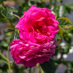 Rose 'starlight Express' (climbing, Fragrant, Dark Pink) Bare Root | 1 x Bare Root | Pink