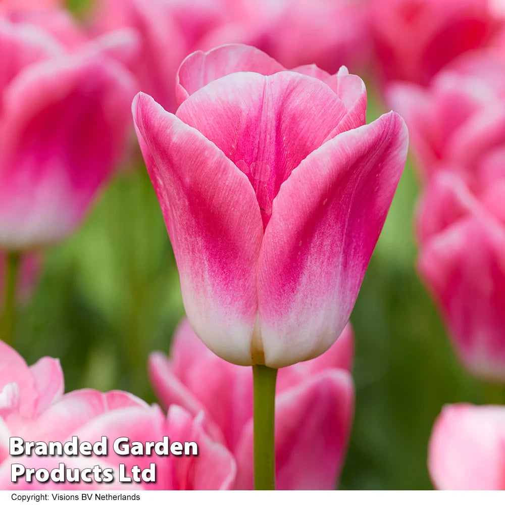 Thompson & Morgan Tulip Rockstar Collection 80 Bulbs