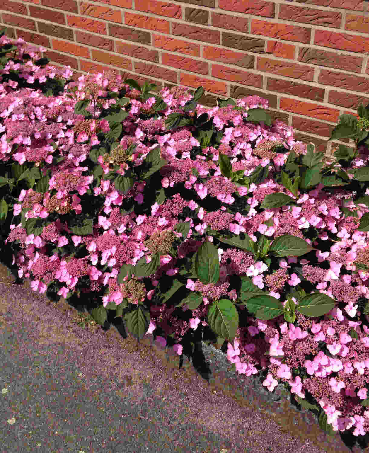 Hydrangea Serrata Koreana - 9cm pots | 3 x 9cm | Pink