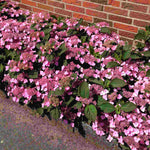 Hydrangea Serrata Koreana - 9cm pots | 1 x 9cm | Pink