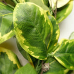 180cm Artificial Garland Trailing Hanging Golden Ficus Plant