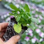 Pansy 'cool Wave Raspberry Swirl' | 6 x Garden Ready Plugs
