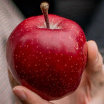 Apple Red Devil Fruit Tree 6ft Tall Supplied In A 12 Litre Pot