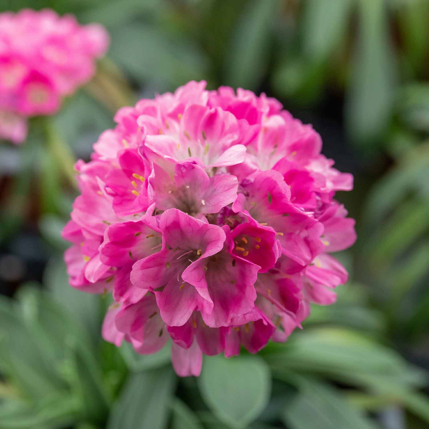 Armeria 'dreameria Daydream' Pink Pompom Perennial | 1 x 2L | Pink