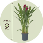 Thai Tulip - Curcuma Alismatifolia - Height 70-90cm - ⌀19cm | Set-of-1 | Pink