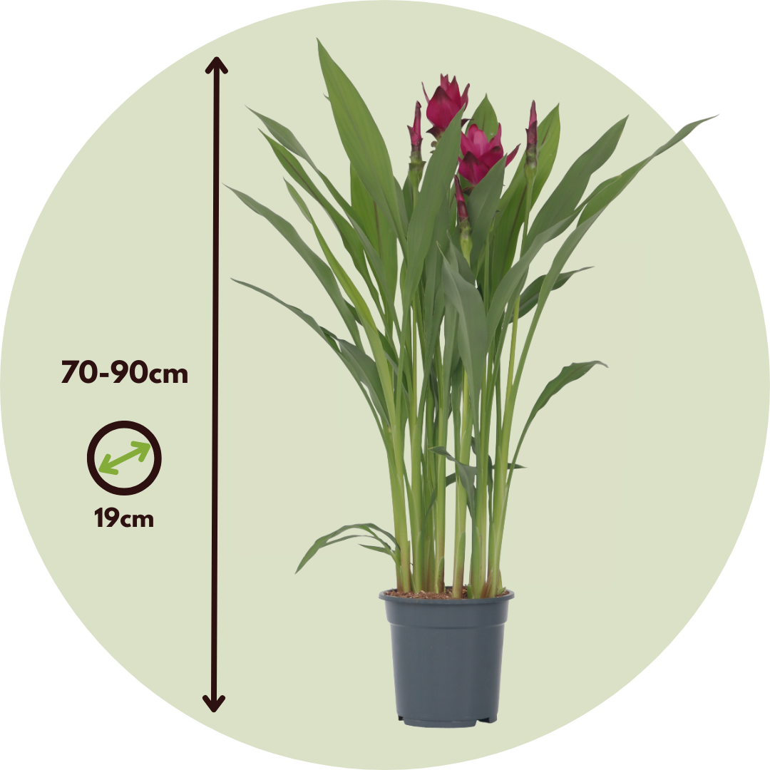 Thai Tulip - Curcuma Alismatifolia - Height 70-90cm - ⌀19cm | Set-of-1 | Pink