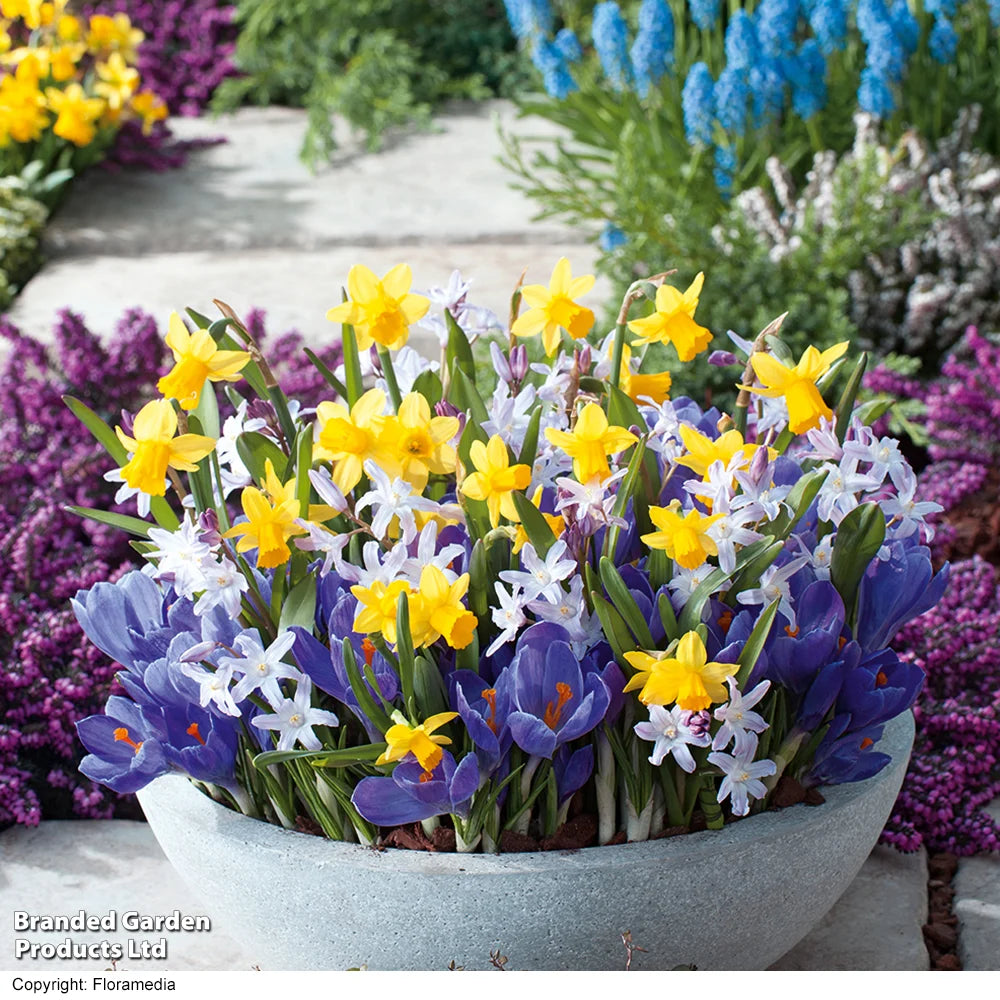 Thompson & Morgan Pots Of Colour Bulb Mix 30 Bulbs
