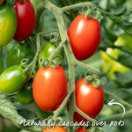 Montello Bush Tomato (determinate) Jumbo Plugs | Set of 6