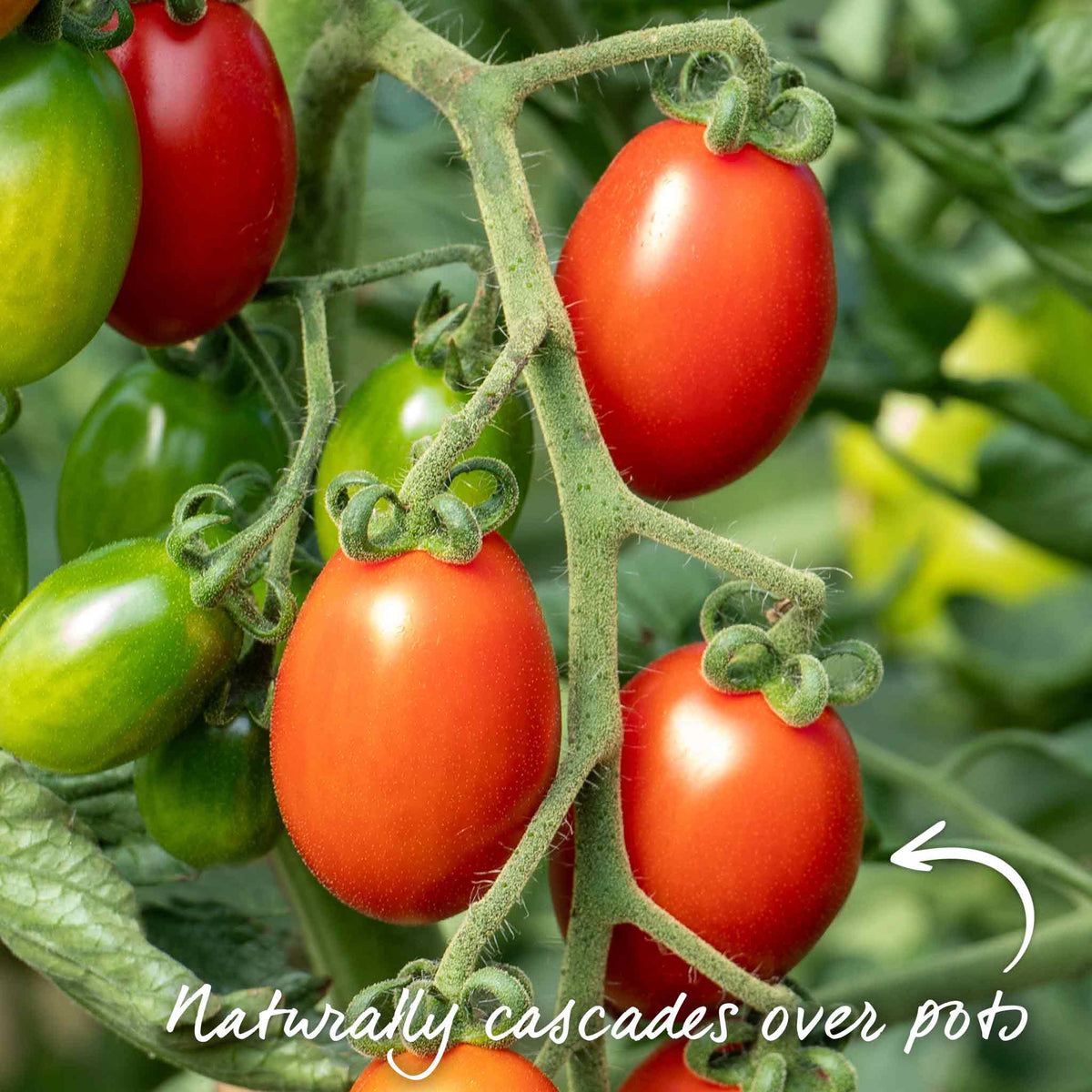Montello Bush Tomato (determinate) Jumbo Plugs | Set of 6