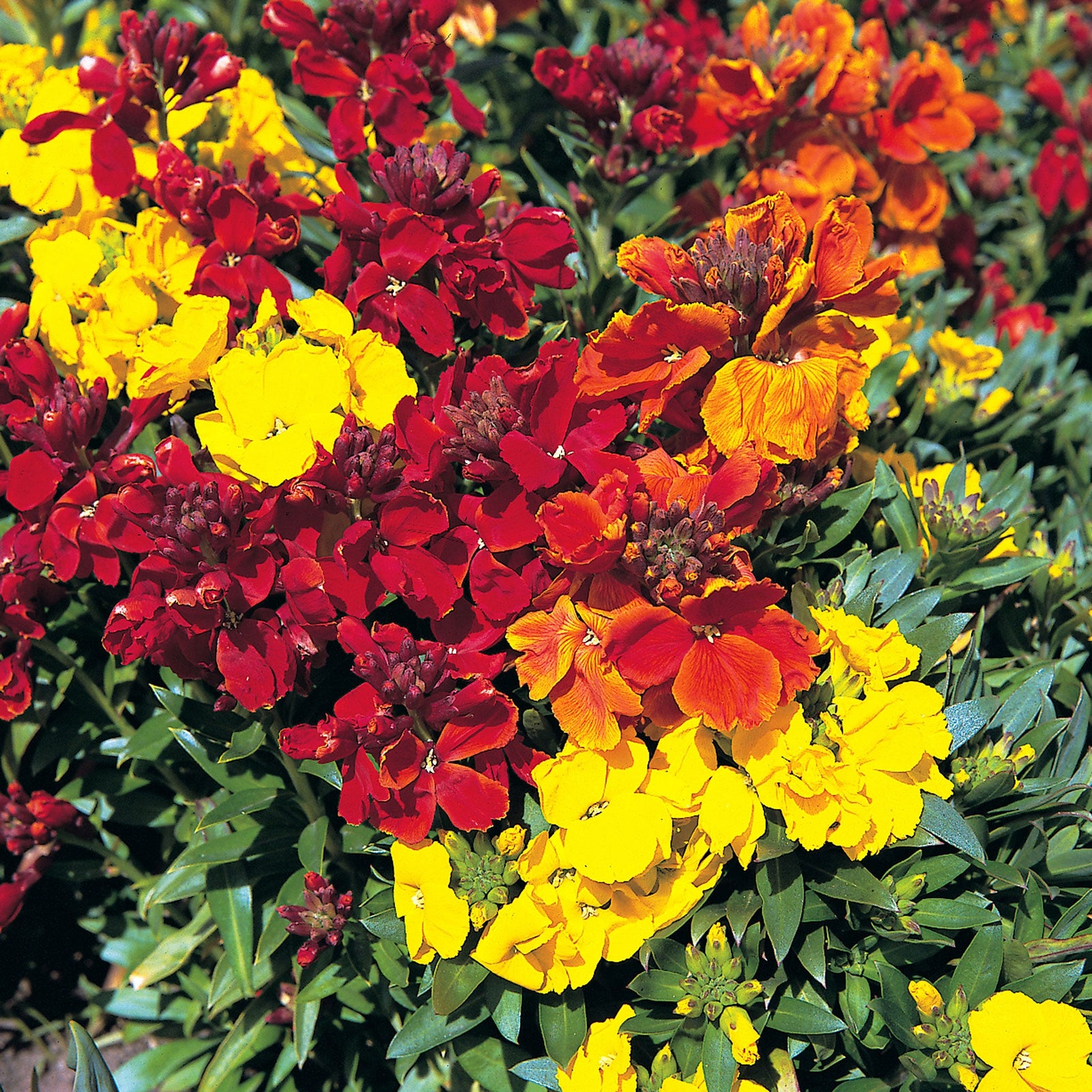 Wallflower Scented Mix Seeds | 200 Seeds