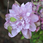 Clematis ‘proteus’ 8cm Pots | Set-of-1 | Pink