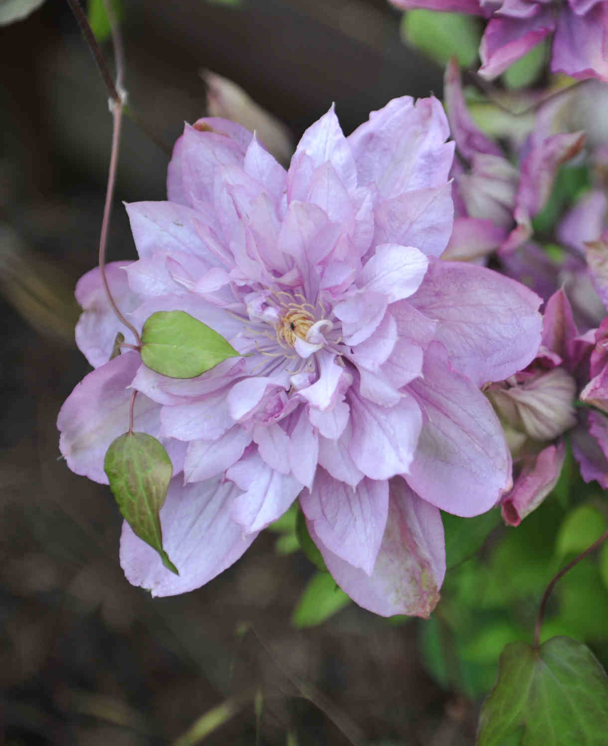 Clematis ‘proteus’ 8cm Pots | Set-of-1 | Pink