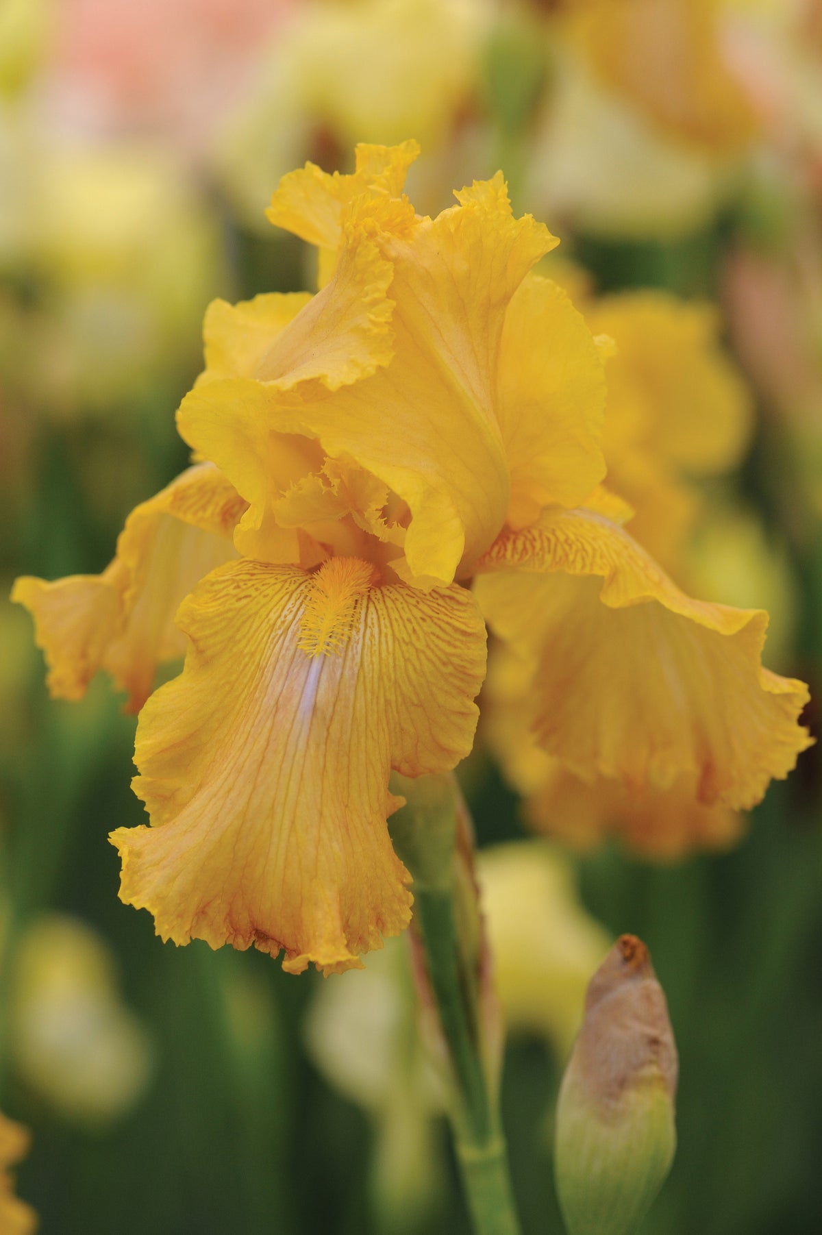 Iris Re-blooming Collection | Set of 5