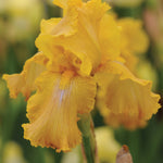 Iris Re-blooming Collection | Set of 10