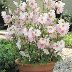 Thompson & Morgan Lavatera Barnsley Baby Growing Kit
