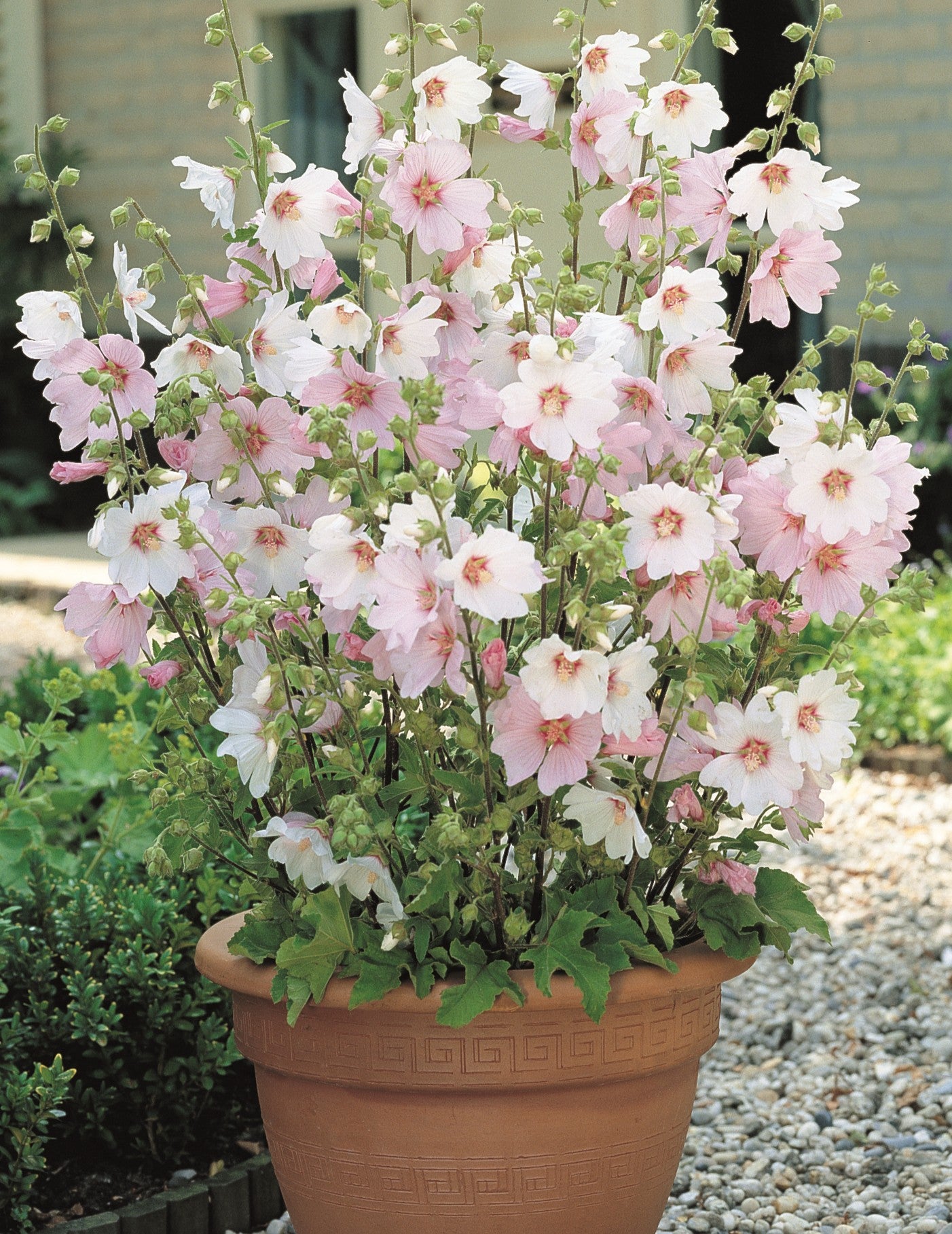 Thompson & Morgan Lavatera Barnsley Baby Growing Kit