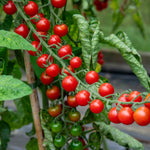 Sweet Success F1 Tomato Seeds Disease-resistant High-sugar Cherry | 10 Seeds