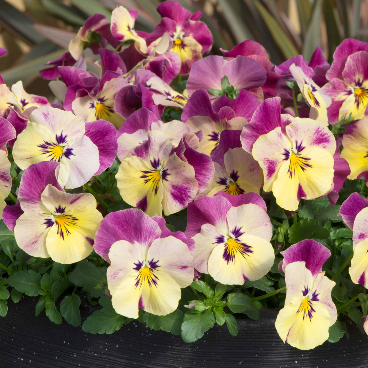 Pansy 'cool Wave Raspberry Swirl' | 6 x Garden Ready Plugs