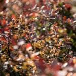 Berberis Thunbergii 'atropurpurea Nana' | 1 x 3L | Neon Orange