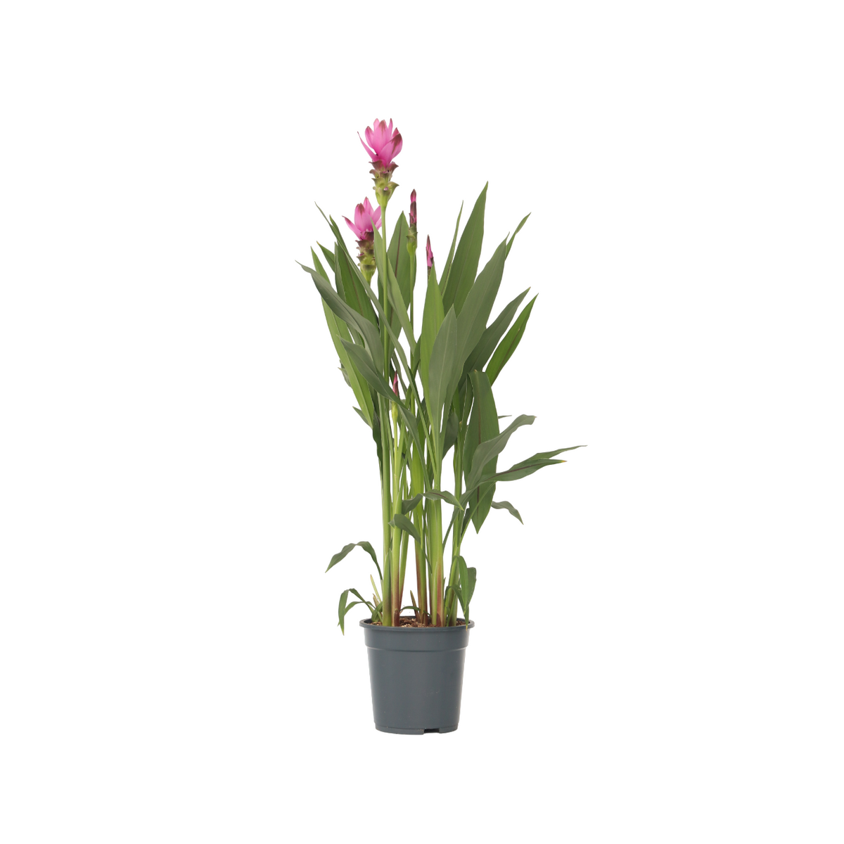 Thai Tulip - Curcuma Alismatifolia 'siam Supreme' - Height 70-90cm - ⌀19cm | Set of 1 | Pink