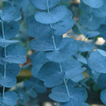 Eucalyptus Silverana Evergreen Tree 6ft Tall Supplied In A 12 Litre Pot