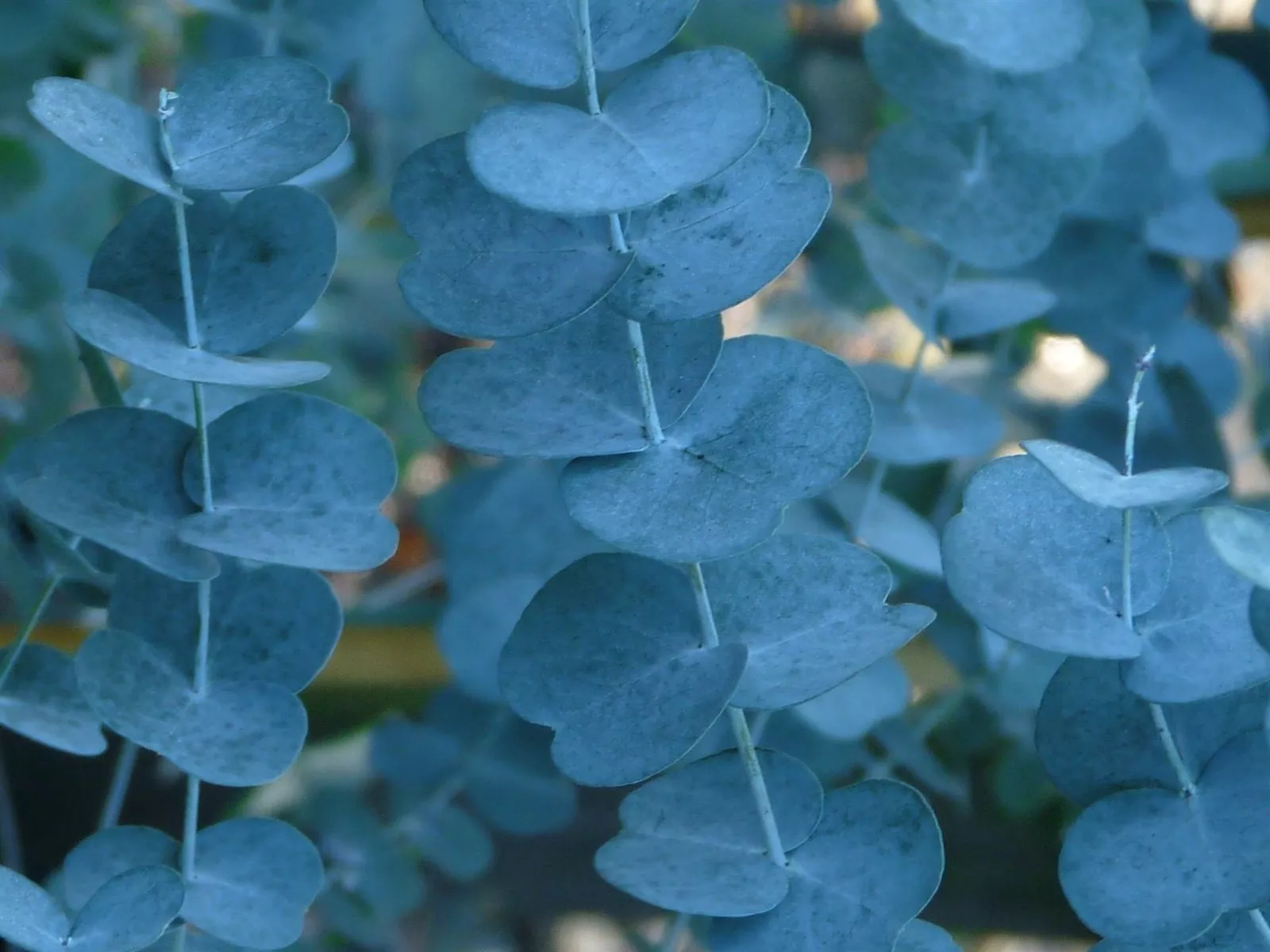 Eucalyptus Silverana Evergreen Tree 6ft Tall Supplied In A 12 Litre Pot