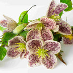 Hayloft Clematis Cirrhosa Freckles - 1 X 7cm Pot
