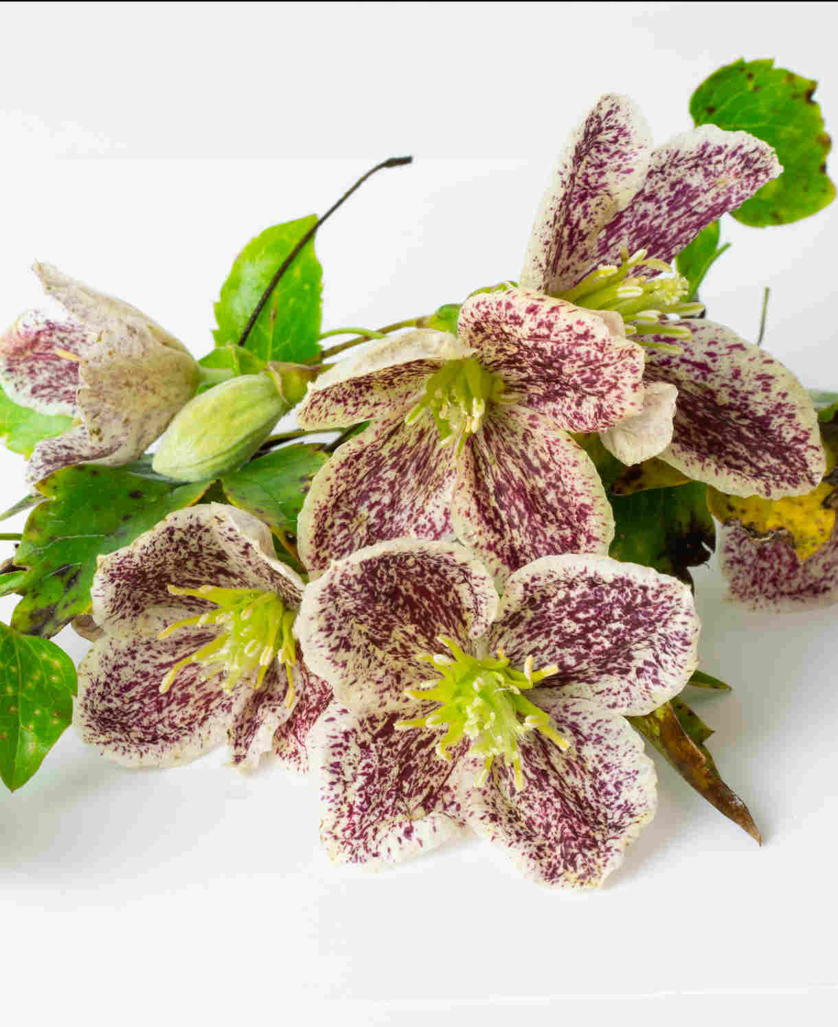 Hayloft Clematis Cirrhosa Freckles - 1 X 7cm Pot