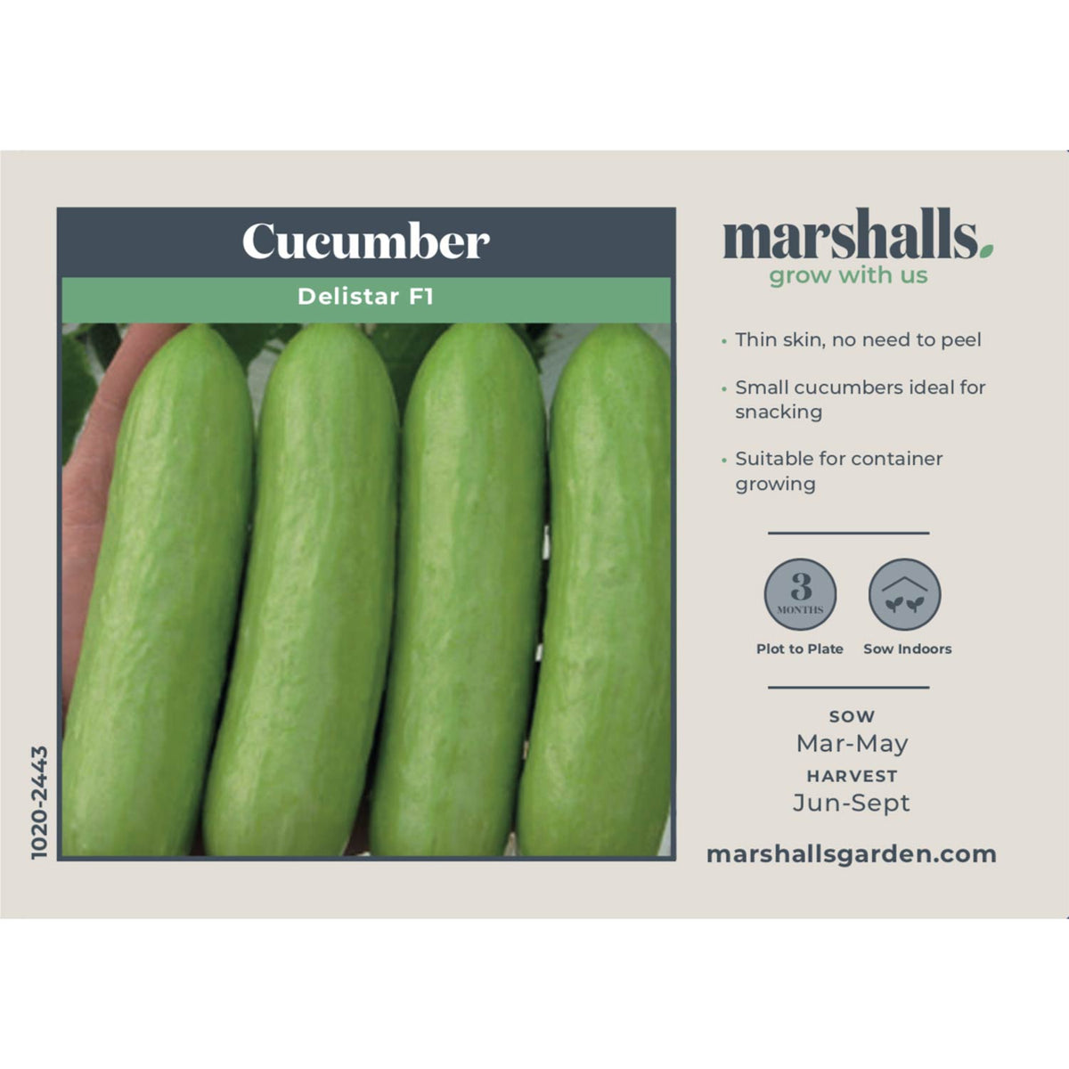 Cucumber Seeds Delistar F1 | 8 Seeds | Green