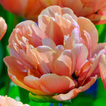 Tulip 'copper Image' Double | 10 x Bulbs | Orange