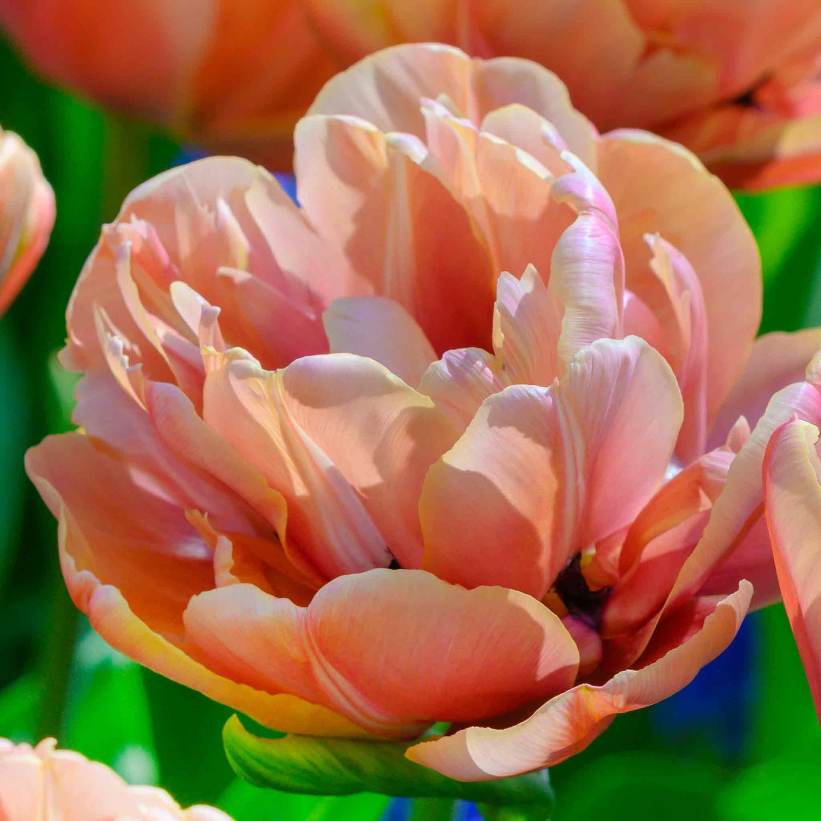 Tulip 'copper Image' Double | 10 x Bulbs | Orange
