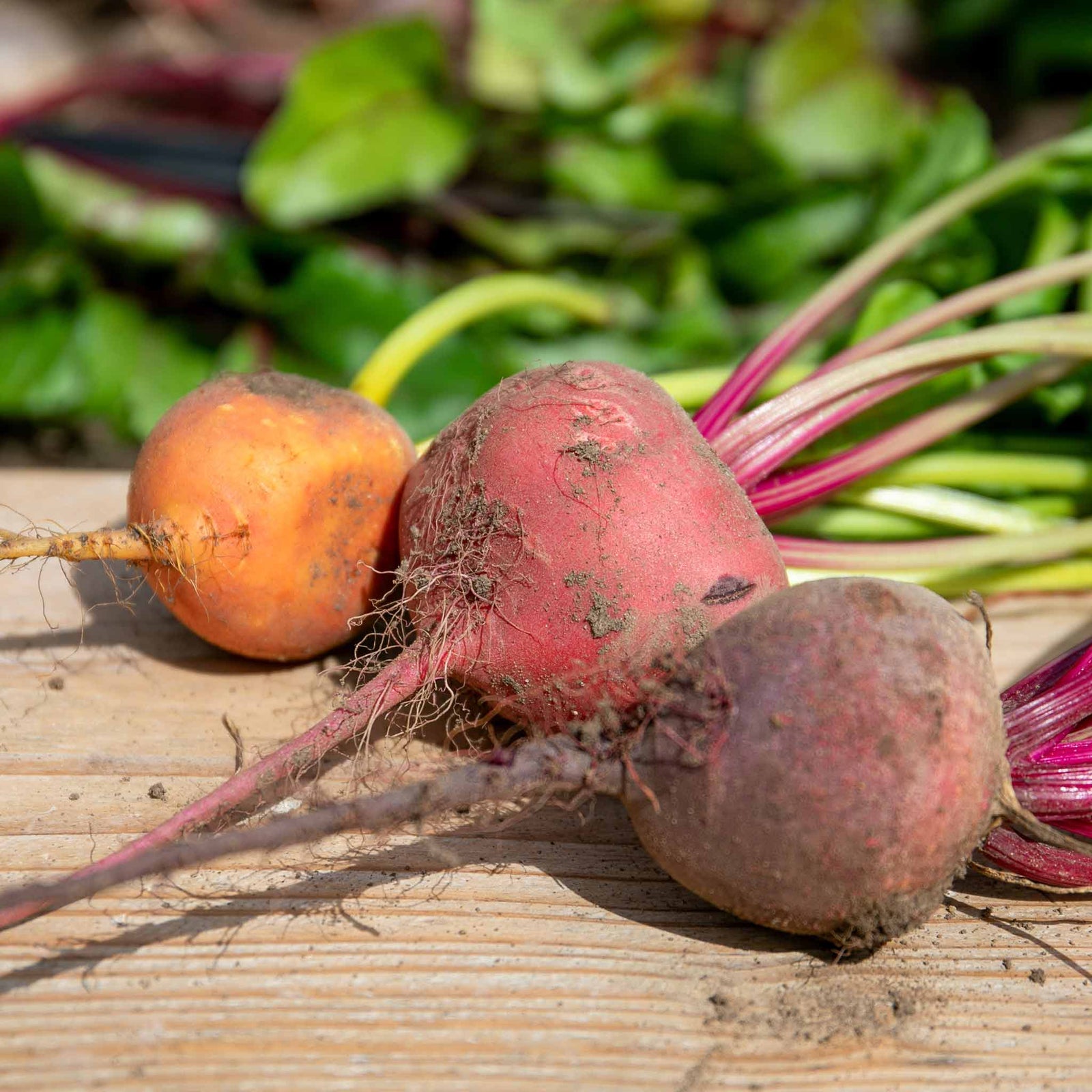 Beetroot Mix | 12 x Garden Ready Plugs | Multi Colour