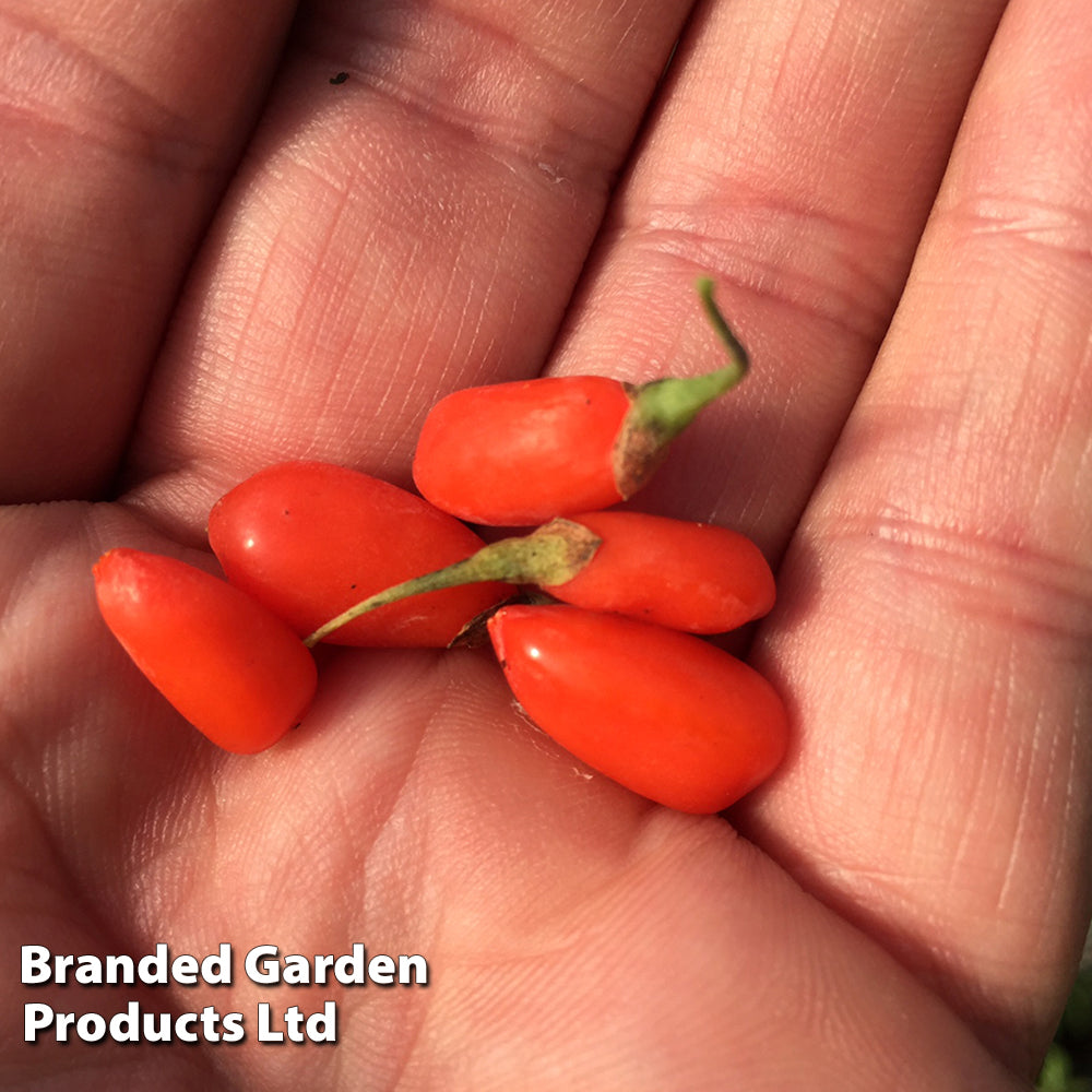 Lycium Barbarum (goji Berry) No.1 Lifeberry 9cm Pot | 2 x 9cm