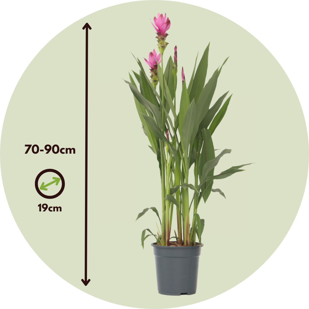 Thai Tulip - Curcuma Alismatifolia 'siam Supreme' - Height 70-90cm - ⌀19cm | Set of 1 | Pink