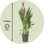 Thai Tulip - 2 Pcs. - Curcuma 'siam Supreme' - Height 70-90cm - ⌀19cm | Set of 2 | Pink