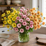 Growers Favourite Ranunculus Butterfly Mix | Set-of-6 | Multi