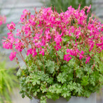 Hayloft Geranium X Cantabrigiense 'intense' - 9cm Pots
