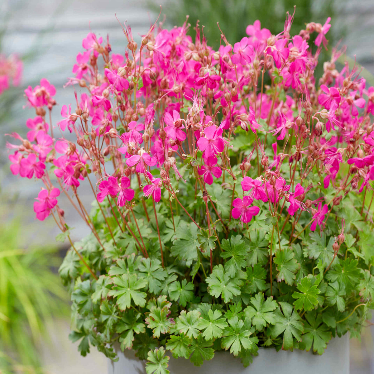 Hayloft Geranium X Cantabrigiense 'intense' - 9cm Pots